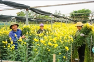 Tay Tuu flower village gears up for Lunar New Year